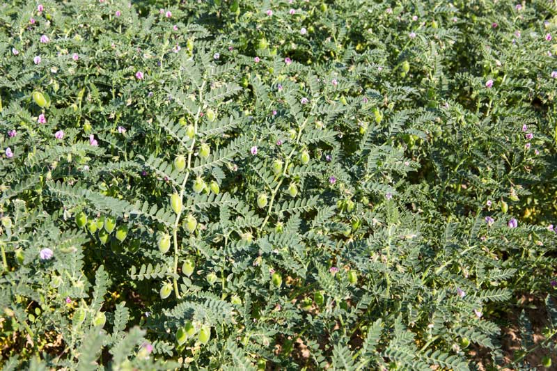 Gram crop inside Masurdi Khadin-A Nature-Based Solution for Water for Agriculture in Thar Desert, Jaisalmer district, Rajasthan